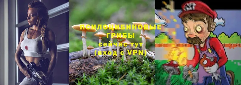 Псилоцибиновые грибы Psilocybe  Никольск 